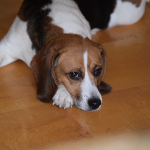 Follower of Jesus Christ.  In the fight for freedom.