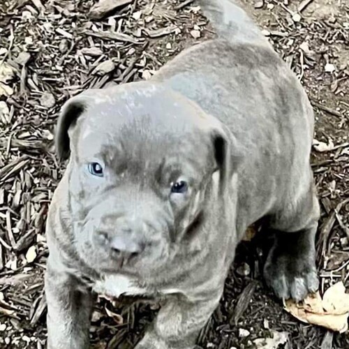 Freedom loving Nana of 5.  I am from MO so "Show Me"  I am an animal shelter director and love animals more than people