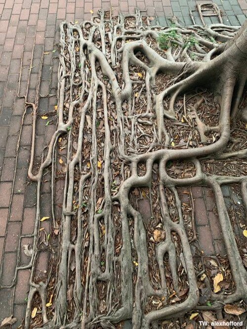 “Banyan tree roots in Hong Kong. Love how nature adapts to a hostile urban environment.”

👉 Follow ...