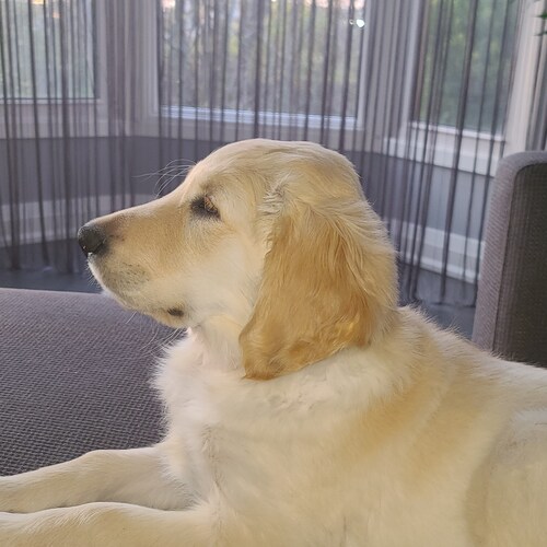 Freedom!  To hell with communism!