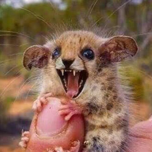 its a great time to be alive, MAGA