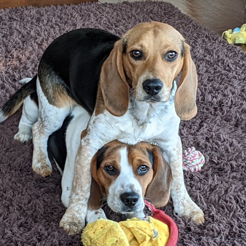 Visit BeagleBrigade17 🇺🇸🐶💚💣✝️♥️🍊's profile on GETTR. View their posts, photos, videos, and connect with them on the social platform.