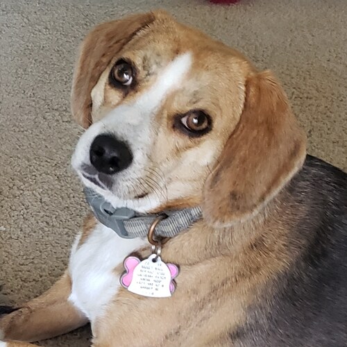 retired Air Force and retired medical Technologist, wife mother and grandma. love my country, hate bullshit.