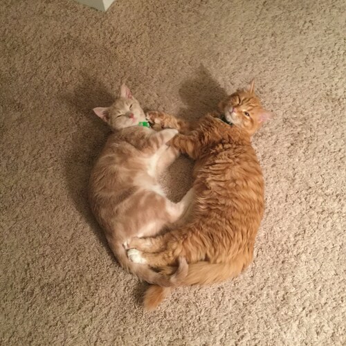 Combat Vet, Pro American, pro God, pro gun, pro Freedom.  Ohio State grad. Judge a man by the content of his character, ...