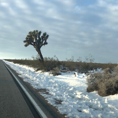 DesertRat 🌵