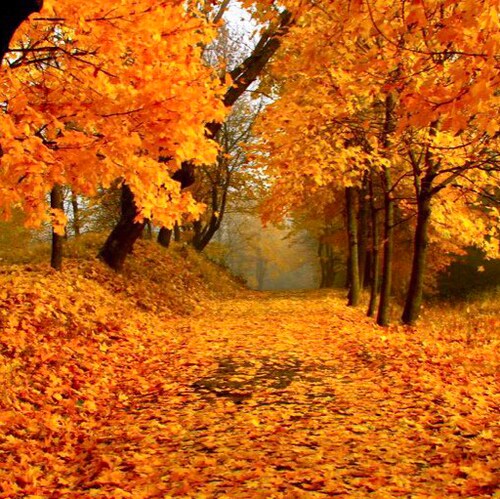 Christian, MAGA, Constitutionalists, only one person I bend a knee for, Veteran, First Responder, believes in the Americ...