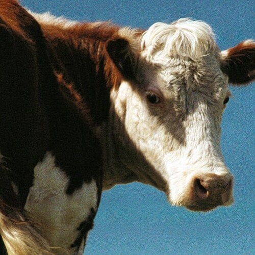 Visit cowsfarting's profile on GETTR. View their posts, photos, videos, and connect with them on the social platform.