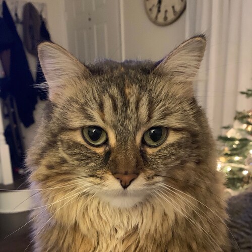 Trump supporter and love my country and family🍊🍊🍊🍊🍊🍊🍊🍊🍊🍊🍊🍊