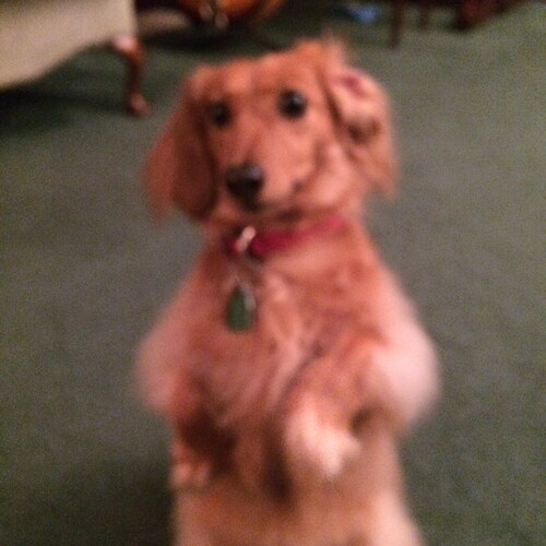 American Patriot, Veteran, Pureblood