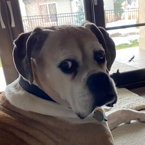 Trumplican! Freedom, our God entrusted rights fought for by patriots.