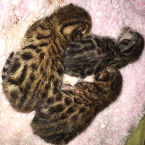 Visit patriotusacan's profile on GETTR. View their posts, photos, videos, and connect with them on the social platform.