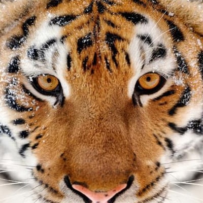 Carolina Mountains.               Trump is my President                      Constitutional Patriot and Veteran Cosmic R...