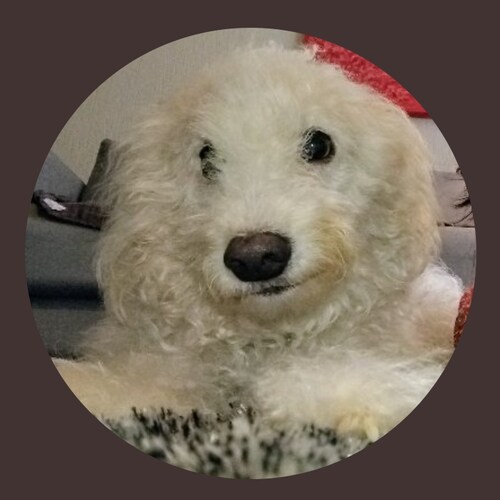 🇧🇷🇧🇷 Apoio Bolsonaro. Anti petista, ou qualquer outro partido de esquerda.