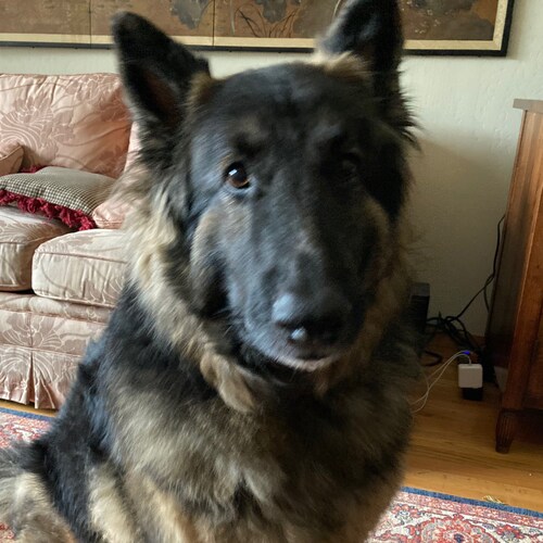 Visit Anne1807's profile on GETTR. View their posts, photos, videos, and connect with them on the social platform.