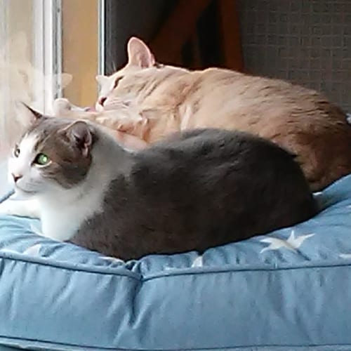 Christian, Conservative, outspoken. Three good reasons to love me.  Or not.