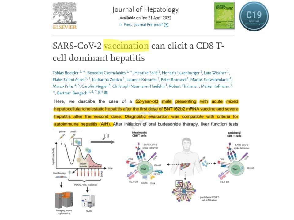 Genetic agent toxicity unrivaled among medications/products used in internal medicine.  Victim was 52 year old male with induced auto-immune hepatitis.  Concern now for those with baseline liver disease including NAFLD and hepatitis C.  Both highly prevalent among those forced. 4/25/22