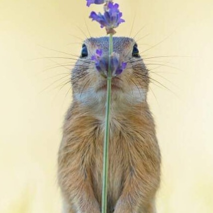 Restons paisibles
Chasser la misère