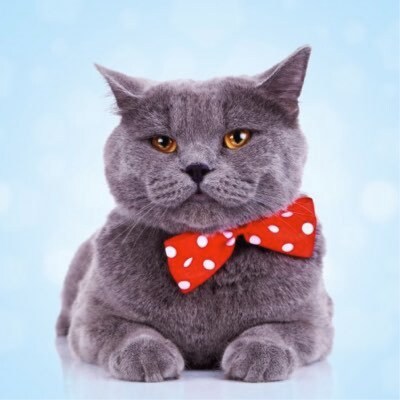 Fluffy yet Snarky. 🇺🇸  #MAGA  🇺🇸 #KAG 🇺🇸 'murica 🇺🇸 God Bless POTUS 45 🇺🇸 Patriots Unite 🇺🇸  #IFollowBack #I...