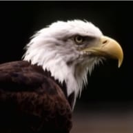 Visit Valorian's profile on GETTR. View their posts, photos, videos, and connect with them on the social platform.