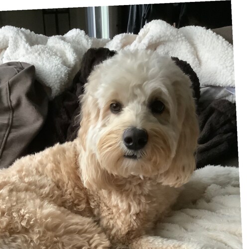 I am a fiscal conservative labradoodle that likes to eat treats and grass. Oh, I like my brother (doodle too) sometimes.