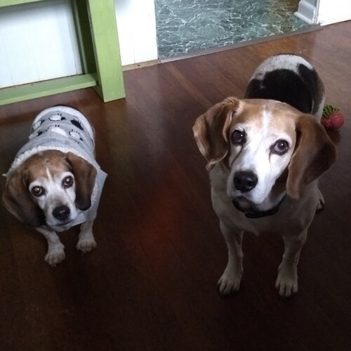 Virus gonna virus. Commie gonna commie. Pronouns: Good boy/WHO's a good boy. Part of the LGBFJB community.