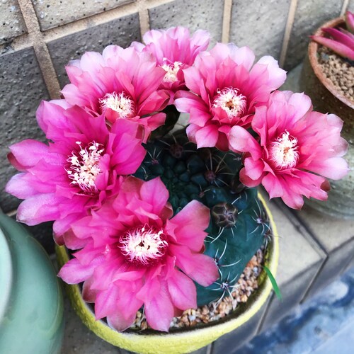 Visit 大地之盐🧂's profile on GETTR. View their posts, photos, videos, and connect with them on the social platform.