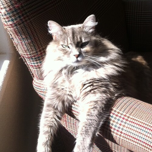 American Girl Patriot