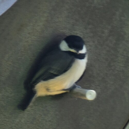 I believe in free speech, 2nd amendment, and free and fair elections!! 45 is my pres!
PURE BLOOD!!!!