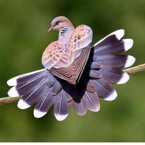 We The People, we know and we will win / Nous Le Peuple , nous savons et nous vaincrons 🙏🌞💪