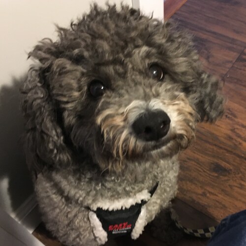 based poodle hates marxists fucks taking over our country