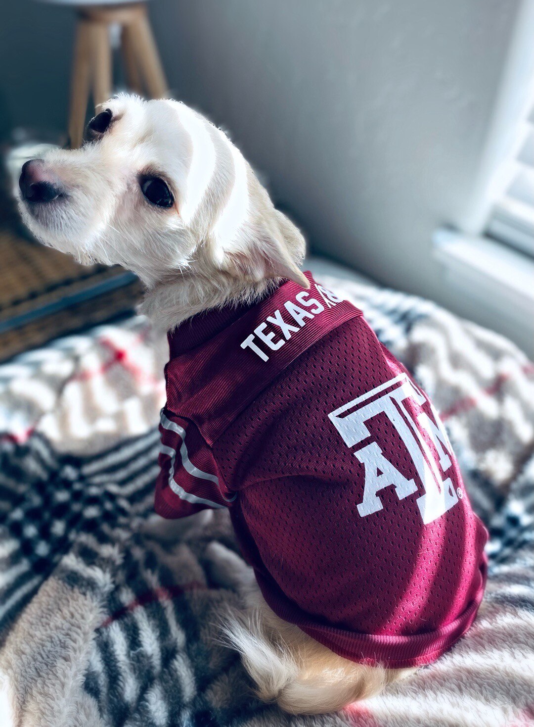 My two favorites Poppy and A&M Football! Dogs and Football still bring me so much joy in this messed up world🥰