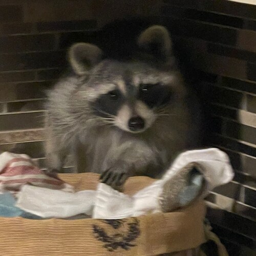 Just a small town girl who wants to see this Country thrive.