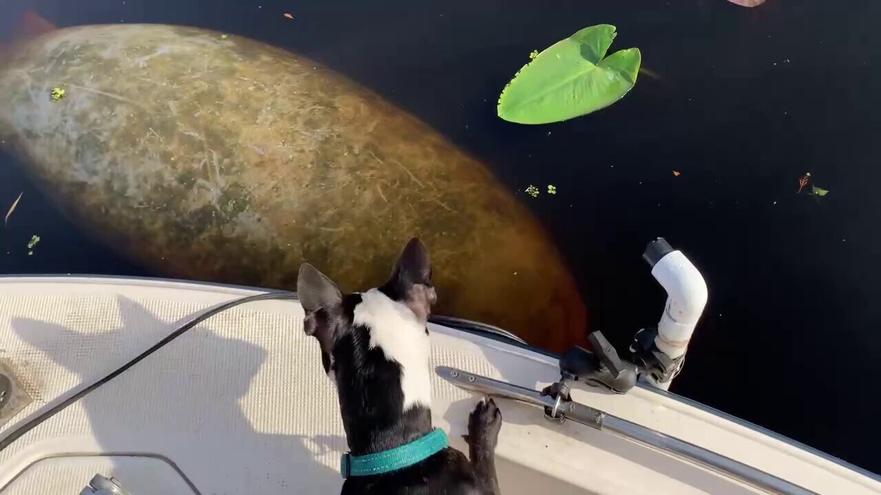 Injured manatee came to my boat while crappie fishing.  