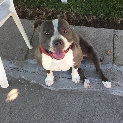 Retired at 77, 100% America First, A Patriot and Want My Country Back, 1A,2A NRA  Christian, MAGA and TRUMP Won, TRUMP S...