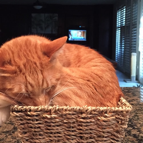 🍊CAT LADIES FOR TRUMP 2024