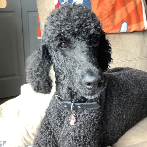 Visit team ultra MAGA's profile on GETTR. View their posts, photos, videos, and connect with them on the social platform.