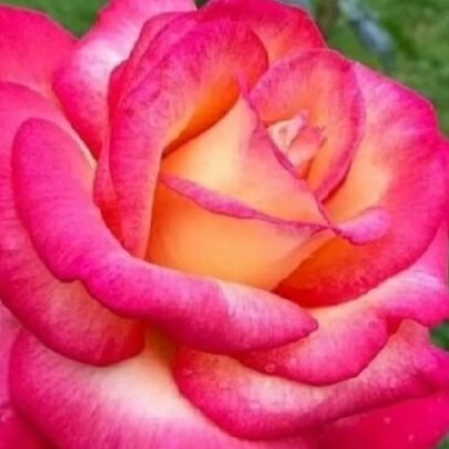 "No man is more hated than he who speaks the truth." -Plato