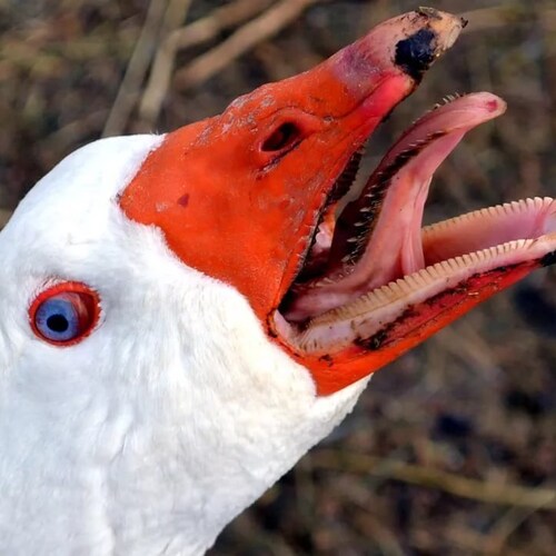 LGBTQ+ non binary trans-nudist. Pro-radfem, BLM, vegan, he/his