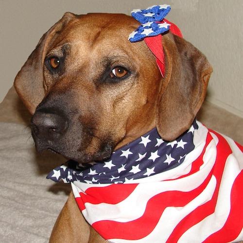 Longtime SoCal indy voter fighting to make Cali golden again. Dog Mom extraordinaire. Trump IS my President. ULTRA MAGA/KAGA No profile-no follow. No CHATS.