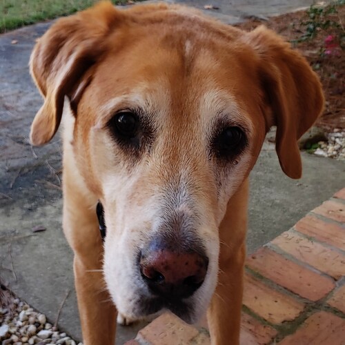 🍊    Writing is the exposed edge of thought...