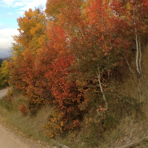Love my mountain life.  Supporter of Trump.