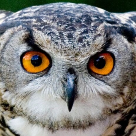 Waking the sheepeople up with lyrics of truth in song, from 1 patriot to another !!