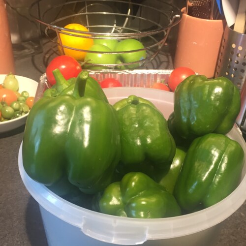 catholic, homeschooler, pro-life, mom of 8, grandma of 14, once upon a time a lawyer