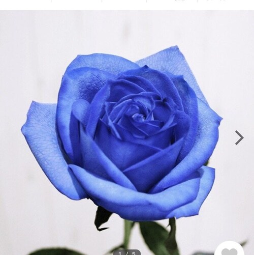 不拋棄 不放棄
手牽手 向前走
✨✨✨✨✨✨✨