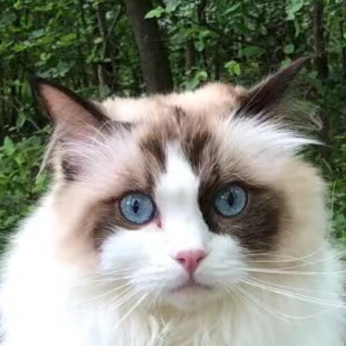 We are the Citizens of the New Federal State of China

Our Mission is to Take Down the EVIL CCP