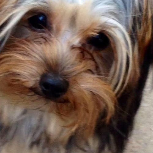 🍊MAGA 🍊 #AmericaFirst #USA 🇺🇸IFBP 🇺🇸 #MAGA ✝️Jesus Is LORD ✝️ 
🌴FlipCaliRed 🌴 
❤️LOVE ❤️#OneHumanRace #NaturalIm...