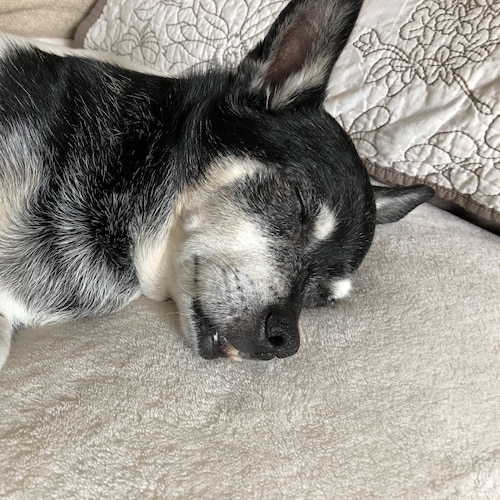 Visit MaryElizabeth7's profile on GETTR. View their posts, photos, videos, and connect with them on the social platform.