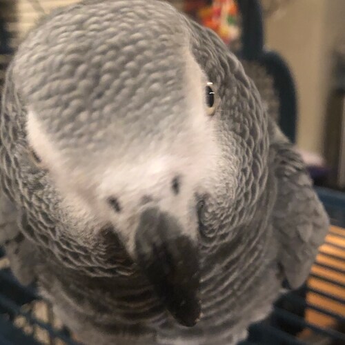 5th generation Texan (1843). Let’s go Brandon!