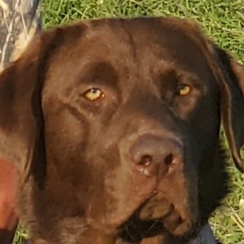 love everything about labrador guns and freedom