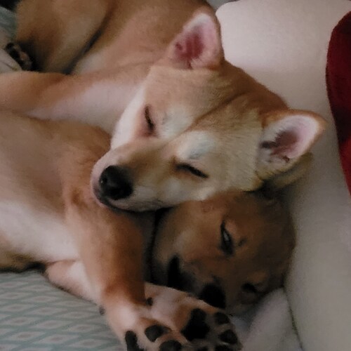 Army Vet, Army Wife, American Army Soldier4Life!🙏💓🇺🇸 #Q #Trump4Ever